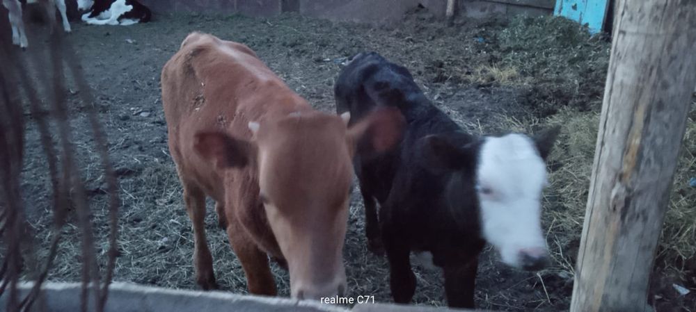 Продам телят бычков