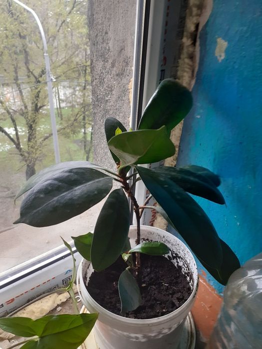 Комнатные цветы продам