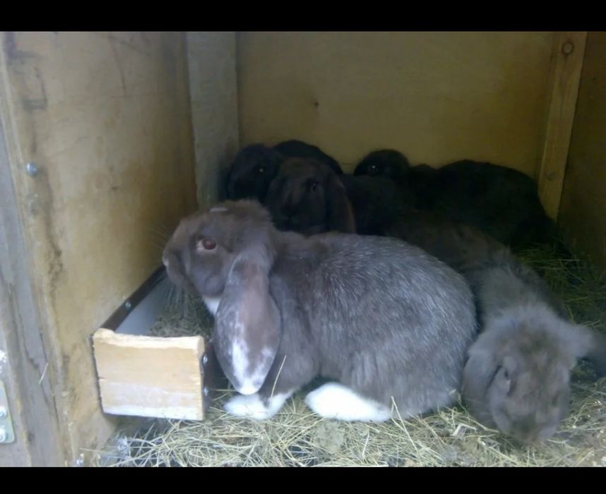 Продам Крольчат породы Французский баран!