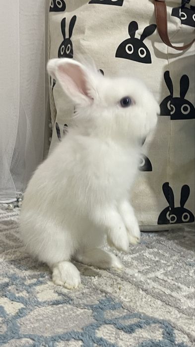 Продам декоратиного кролика