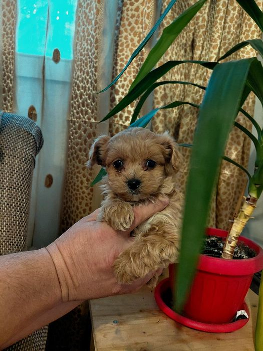 Maltipoo ,pui deosebit