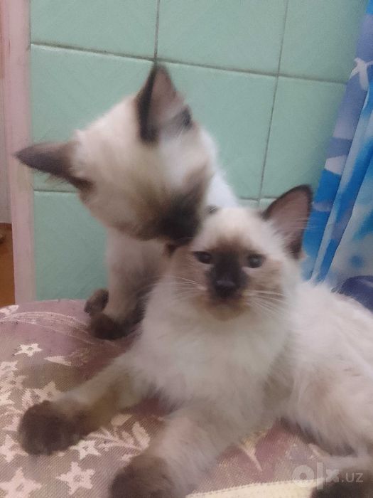 Отдам котят в хорошие руки
