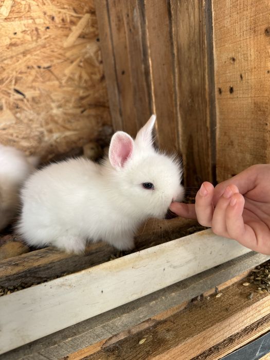 Iepurasi/ iepuri Cap de leu