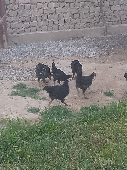 Qora jojalar 8 dona