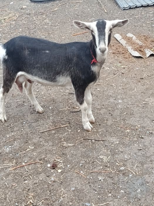 Сүтті ешкі сатылады