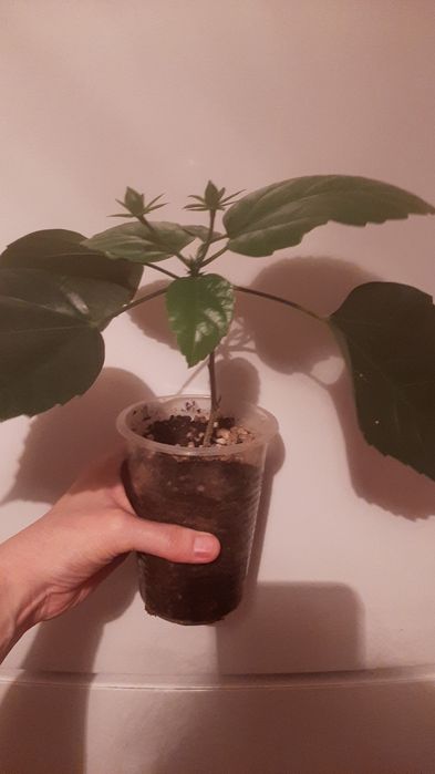 Спатифиллум Уоллиса, клеродендрум