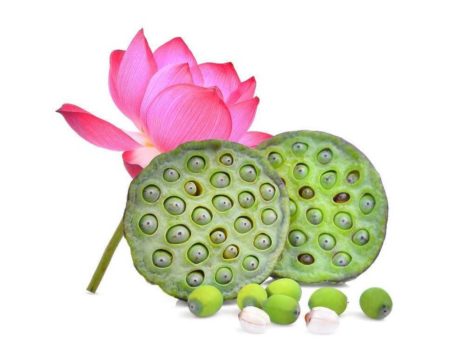 Seminte de lotus Nelumbo nucifera