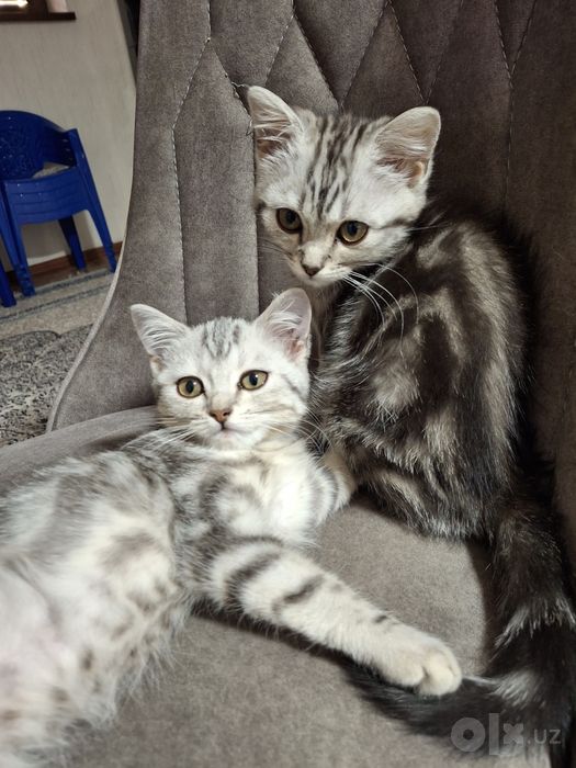 Продаю котят британские длиношерстки