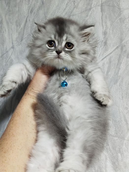 Хайленд страйт котята