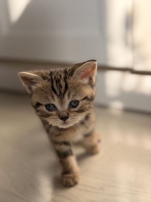 Вислоухие британцы кошки
