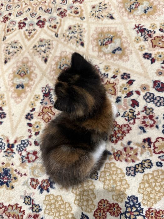 Котята домашние