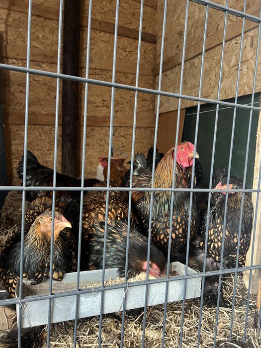 Oua de brahman gold si de brahman herminat deschis