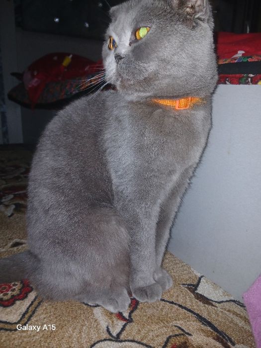 Sotiladi Skotish Fold