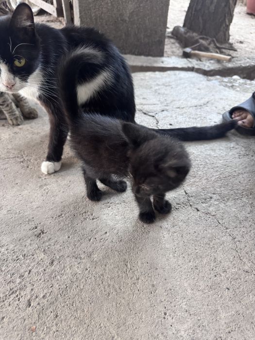 Котенки мушукчала
