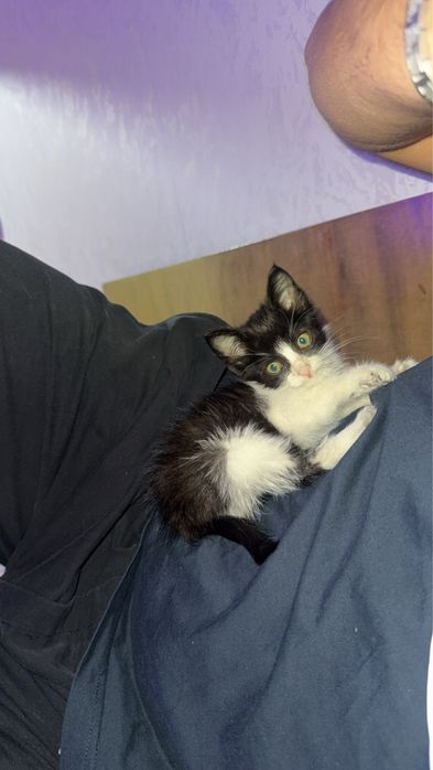 подарявам малко коте