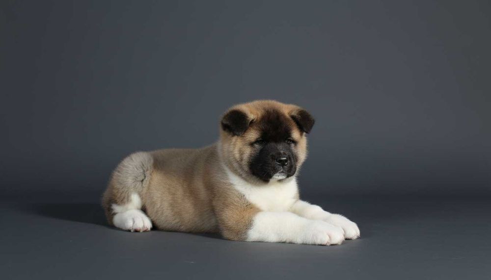 Щенок американской акиты, мальчик