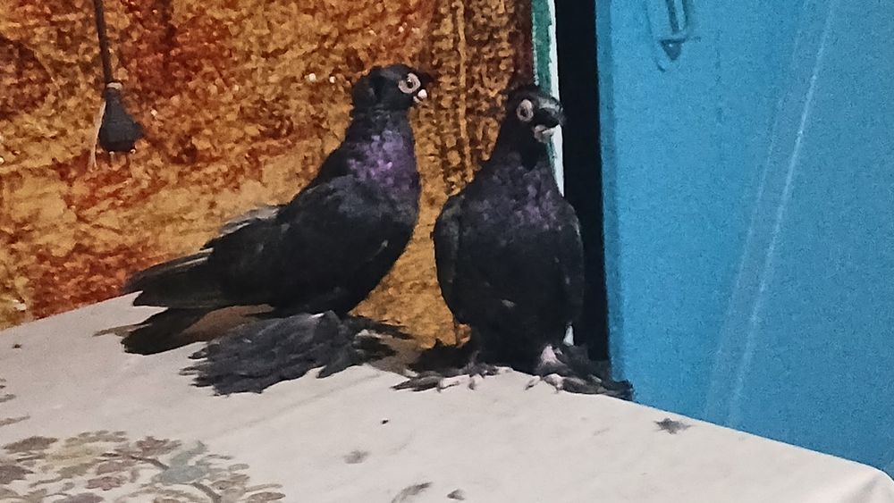 Продаются две голубки жучки