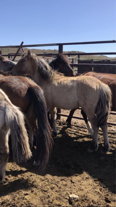 Жабагылар 50 бас еркек