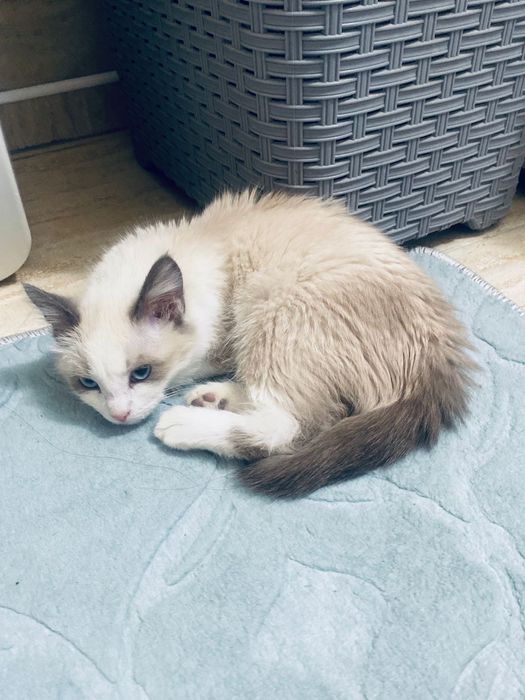 Сиамская котенка