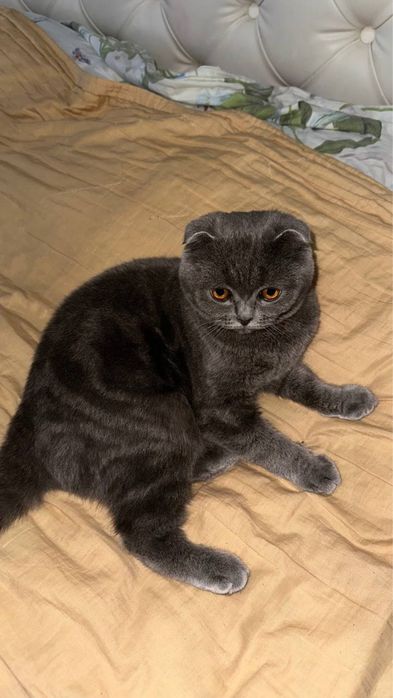 Scotish Fold Original