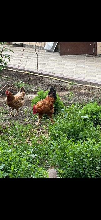 Продаются петухи и курицы