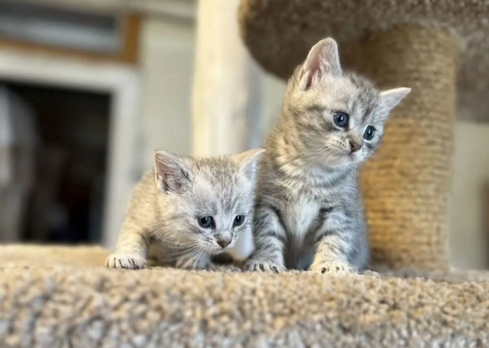Мальчики шотландские 1.5 мес