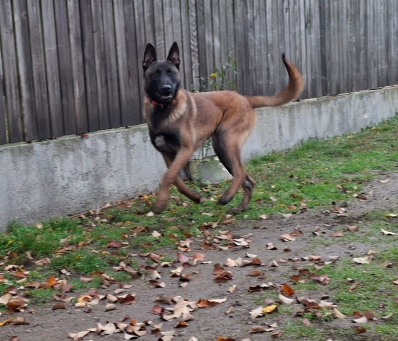 Ciobănesc belgian malinois