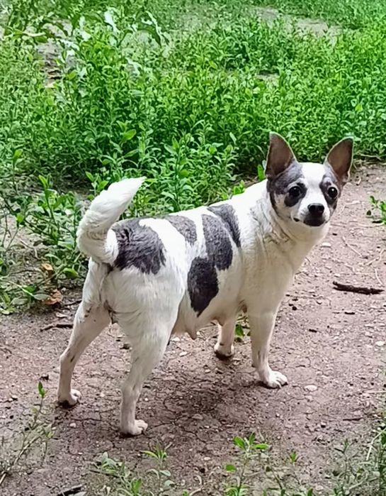 Чихуахуа сладки бебета