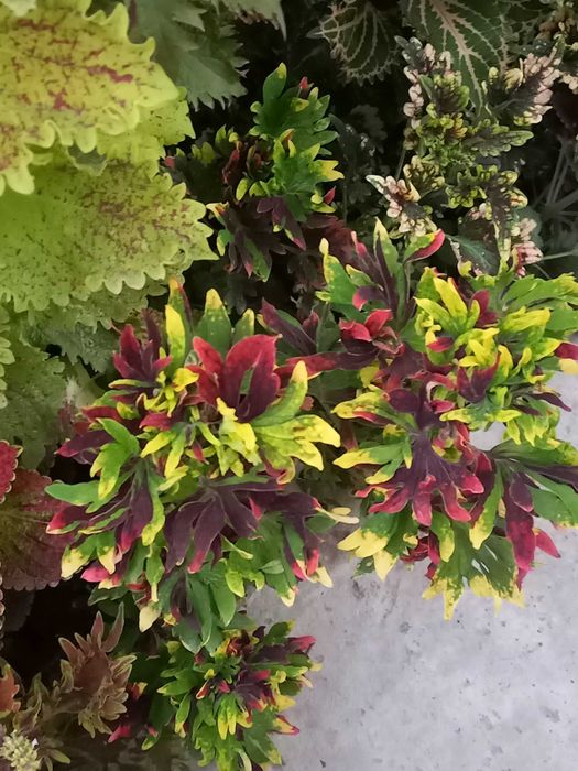 Колеус вегетативный