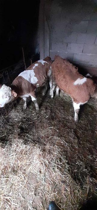 Vând Vițăl de 2 luni.