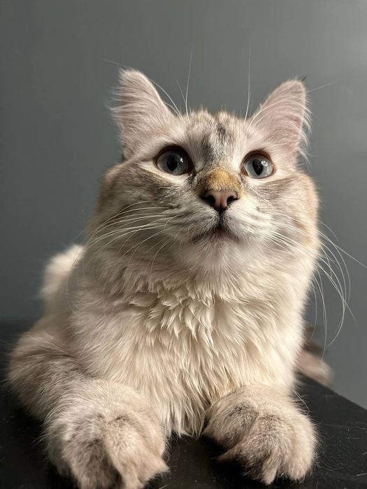 Ищем дом котику Стюарту/⁠ᐠ⁠｡⁠ꞈ⁠｡⁠ᐟ⁠\