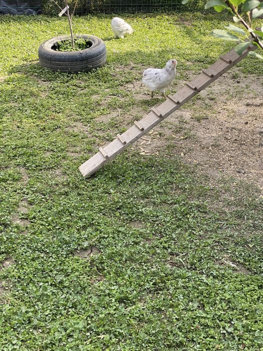 Araucana tineret 2025