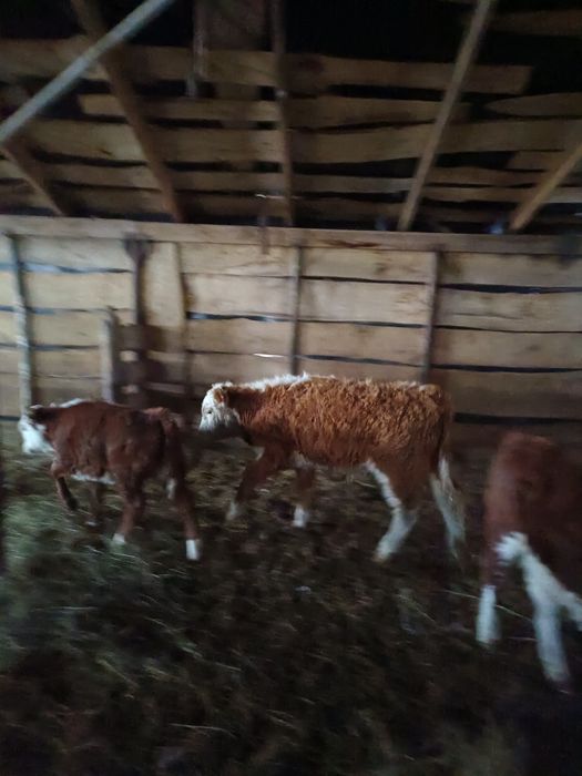 8бас потсос бычок сатылады 330сауда бар