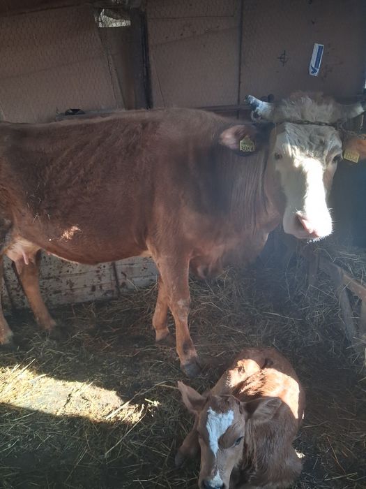 Vind vaca fatata de o saptamina