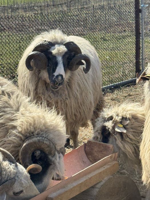 De vanzare 2 berbeci brezi de Hateg