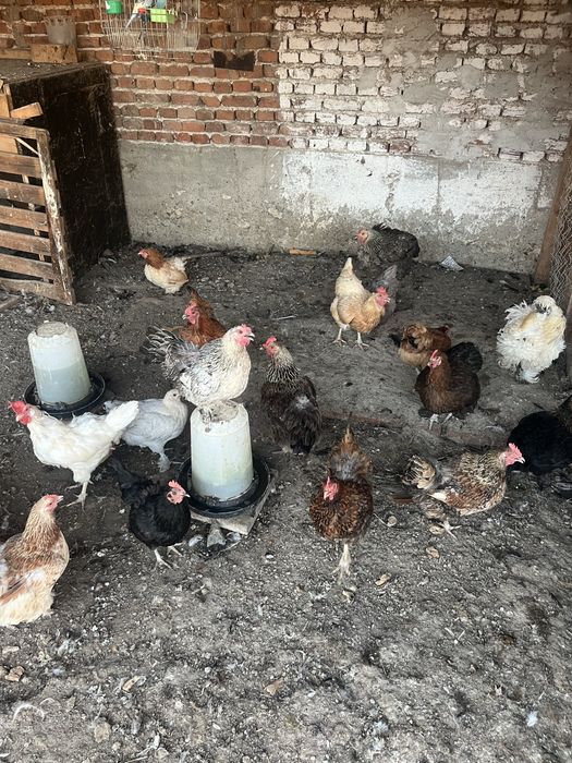 Продавам селски кокошки