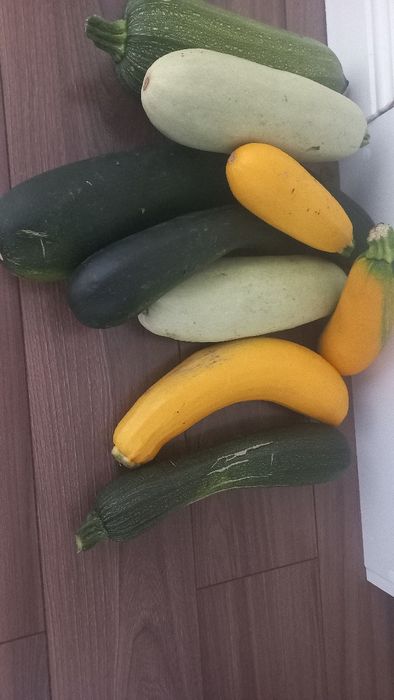 Продам  кабачки домашние