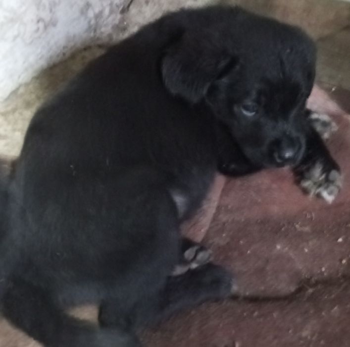 Продаются щенки чёрного лабродора