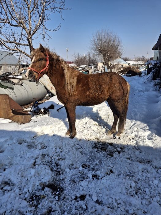 Продам жеребца срочно