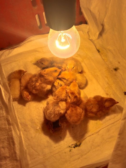 Продам  суточных цыплят.