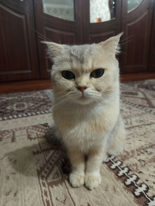 Mushu sotiladi qiz