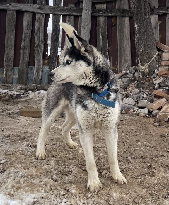 Сибирский Хаски.