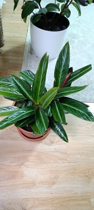 Строманта большая