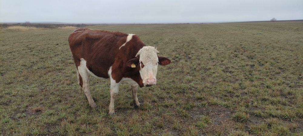 Симментал сиырлары. Коровы симментал