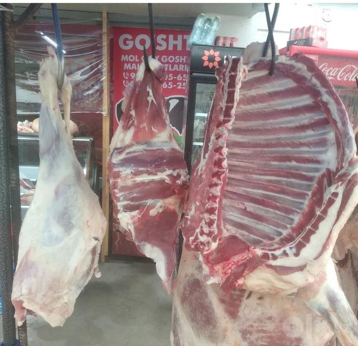 Buqa qoylar bor soyshga tayor