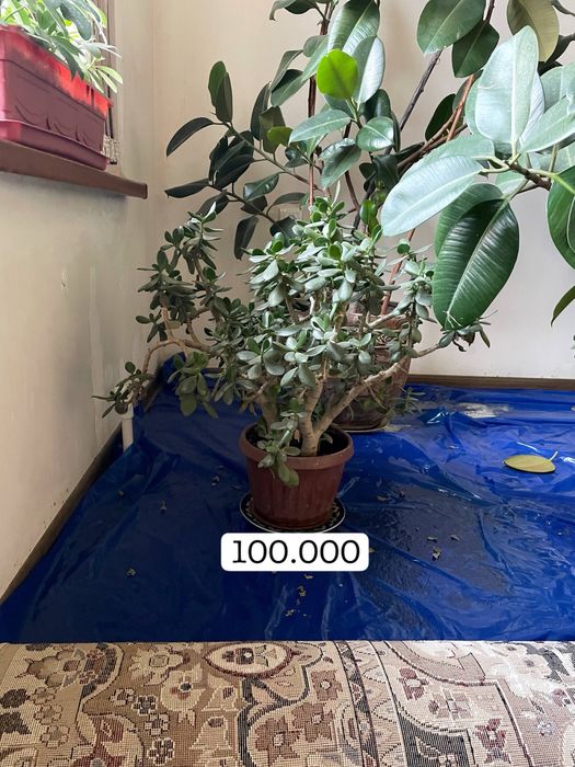 Гуллар сотилади Срочно !