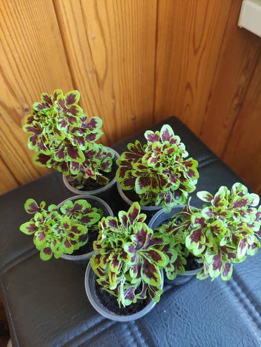 Комнатные растения