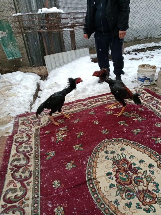 Дакан балапандарын сатылады