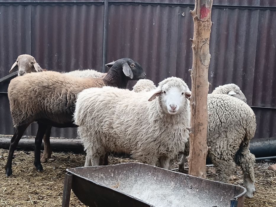 Кой,токты, баран,овцы