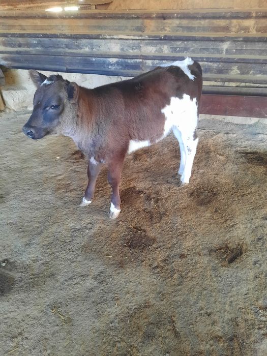 Продам тёлочку бычка